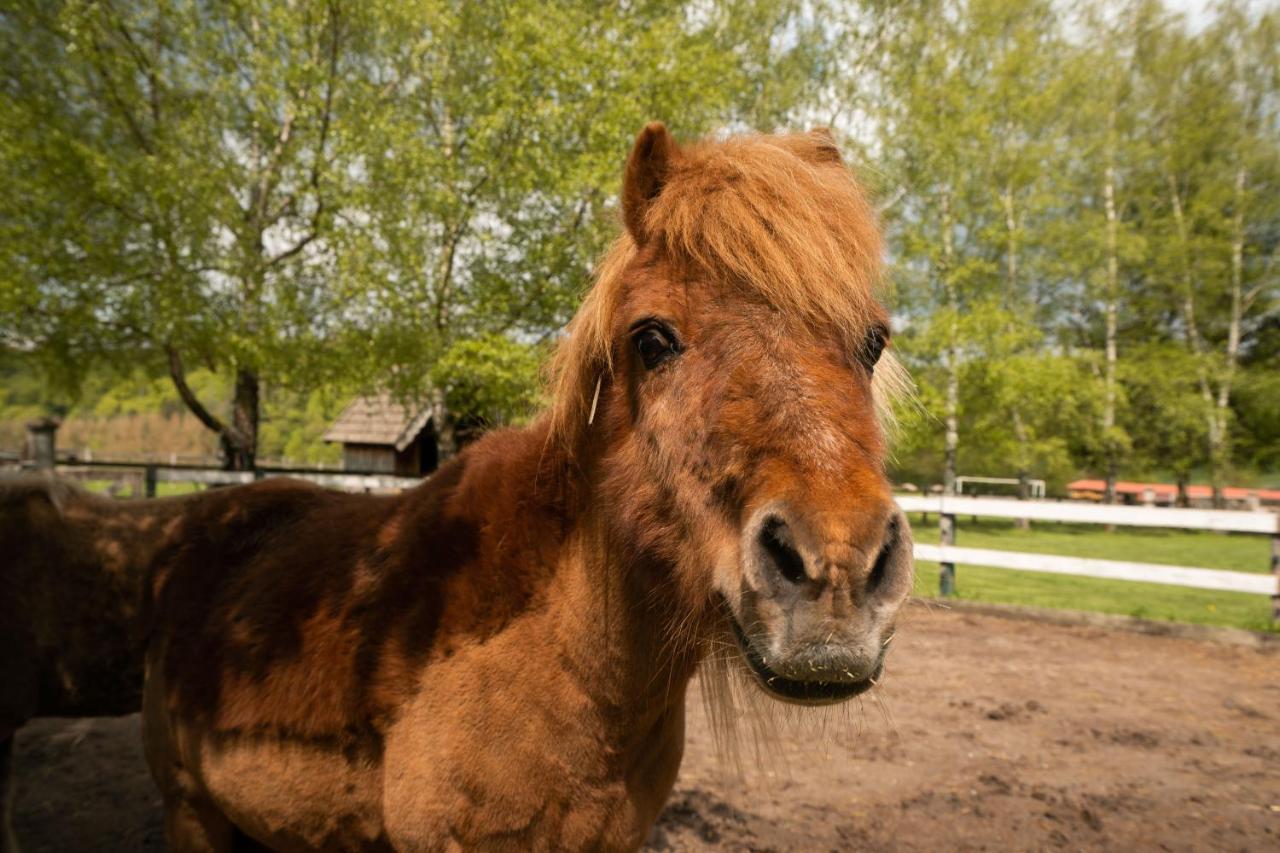 Ferienhof Homann Sauerland Brilon Exteriér fotografie