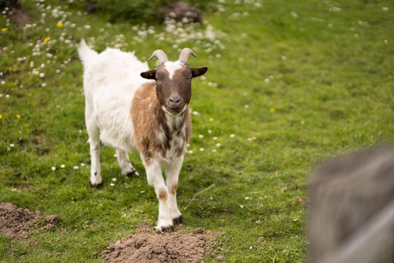 Ferienhof Homann Sauerland Brilon Exteriér fotografie