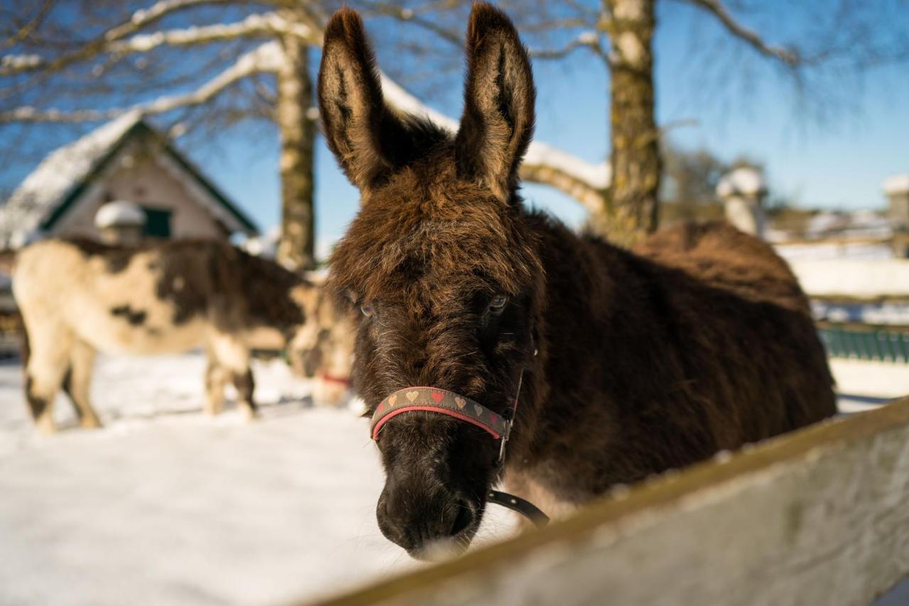Ferienhof Homann Sauerland Brilon Exteriér fotografie